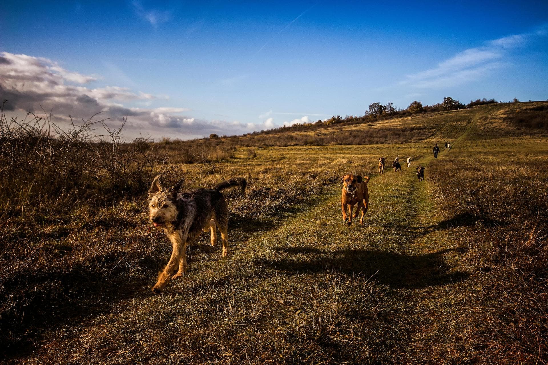 Emergency vets in Wigan